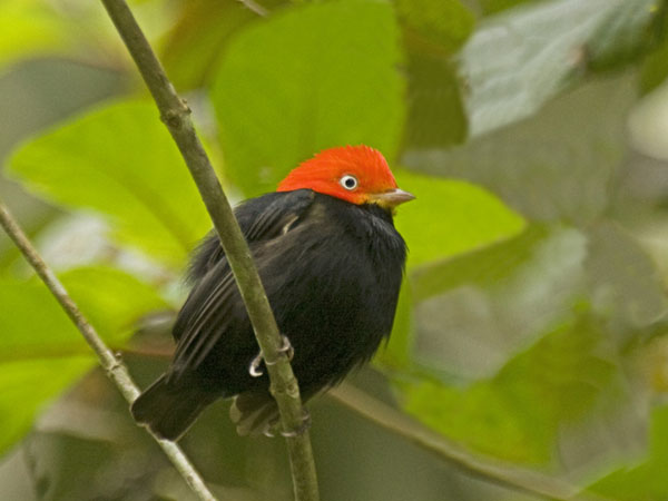 Red Capped Manakin - Pipridae Pipra mentalis