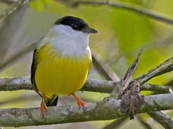 White Collared Manakin - Pipridae Manacus candei