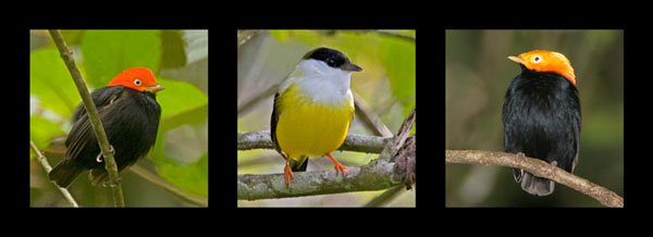 Three Manakins