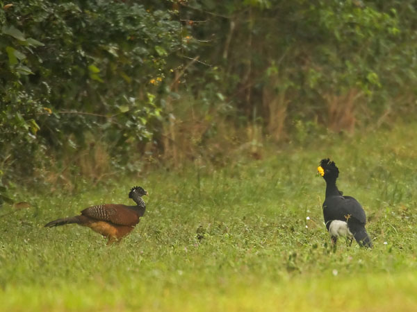 Great Curassow - Cracidae Crax rubra