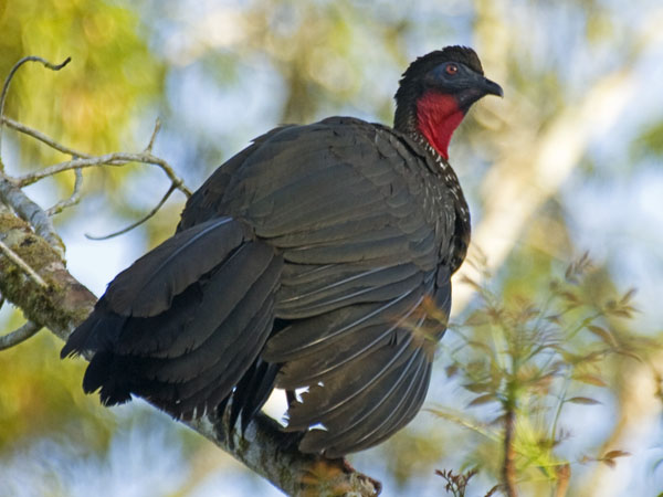 Crested Guan - Cracidae Penelope purpurascens