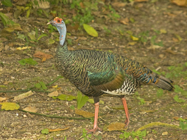 Ocellated Turkey - Phasionidae Meleagris ocellata