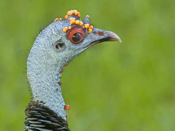 Ocellated Turkey - Phasionidae Meleagris ocellata