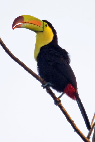 Keel Billed Toucan - Ramphastidae Ramphastos sulfuratus