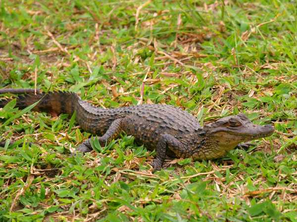 Caiman