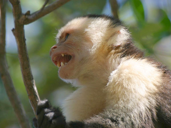 White Faced Capuchin