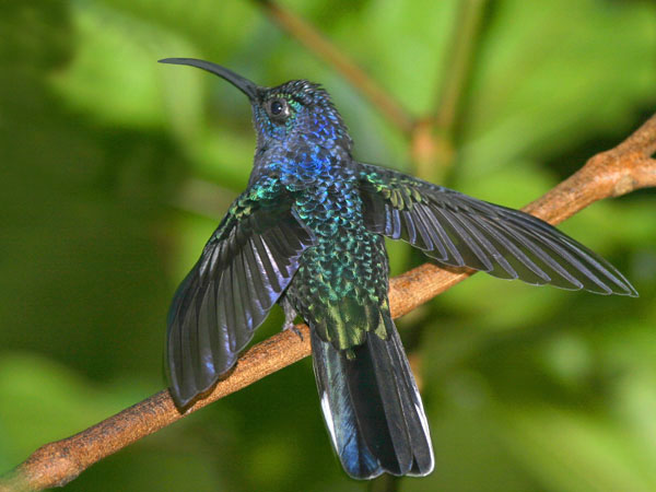 Violet Sabrewing