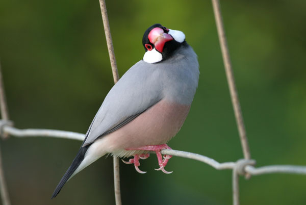 Java Sparrow - Estrildidae Padda oryzivora