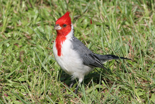 Red Crested Cardinal - Emberizidae Paroaria coronata