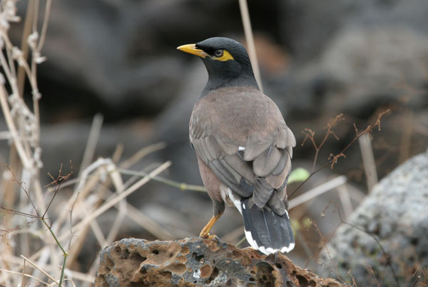 Common Myna - Icteridae Acridotheres tristes