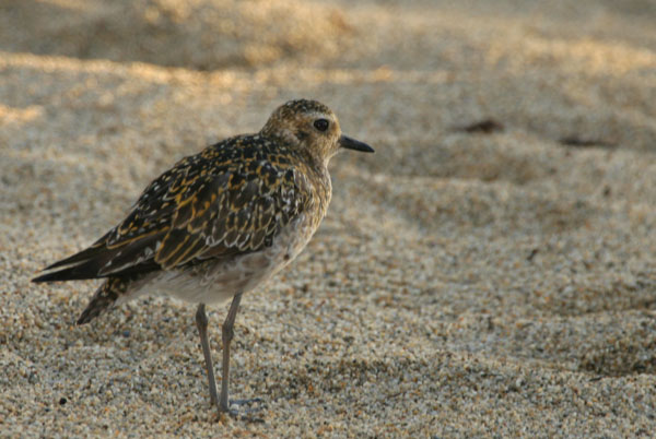 Pacific (Lesser) Golden Plover - Scolopacidae Pluvialis dominica