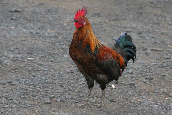 Red Junglefowl - Phasianidae Gallus gallus