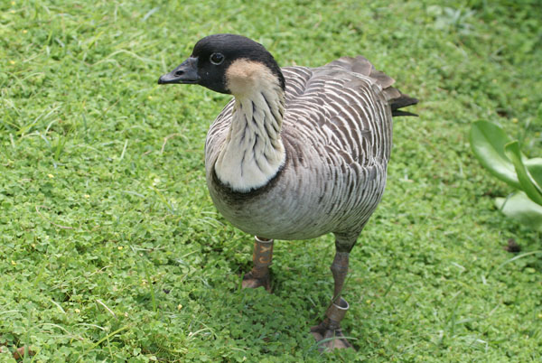 Nene (Hawaiian Goose) - Anatidae Nesochen sandvicensis