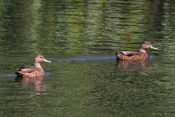 Hawaiian Duck - Anatidae Anas wyvilliana