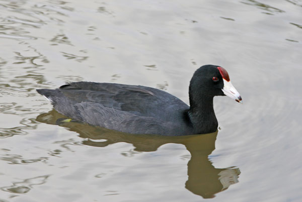 Hawaiian Coot - Rallidae Fulica alai