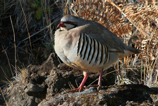 Chukar - Megapodiidae Alectoris chukar