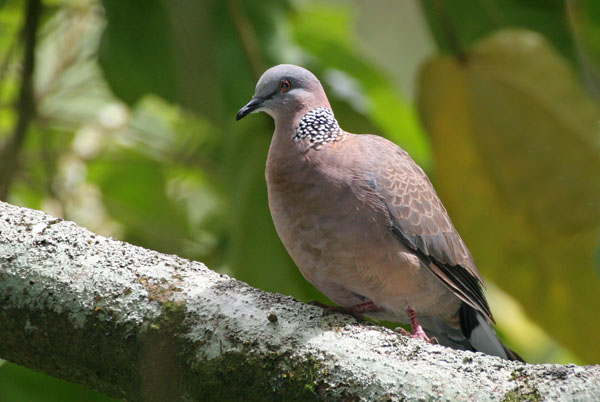 Spotted Dove - Columbidae Streptopelia chinensis