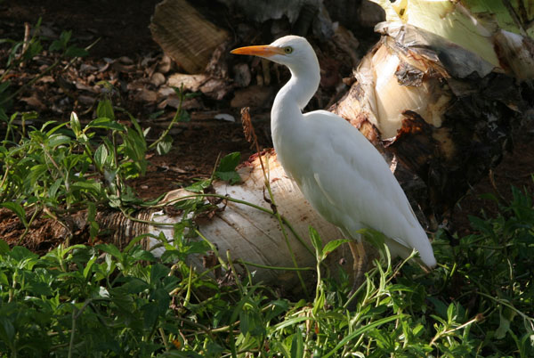 Cattle Egret - Ardeidae Bubulcus ibis