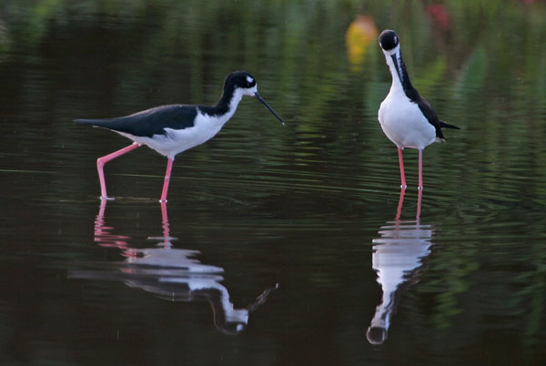 Black Necked Stilt - Recurvirostridae Himantopus mexicanus knudseni