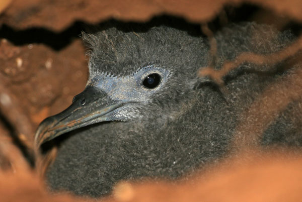 Wedge Tailed Shearwater - Procellariidae Puffinus pacificus