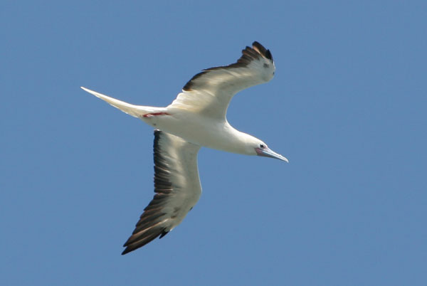 Red Footed Booby - Sulidae Sula sula