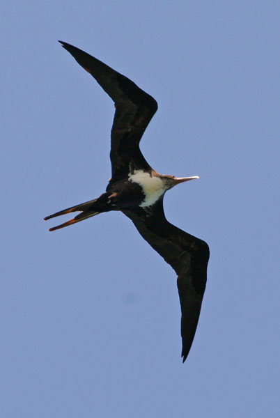 Great Frigatebird - Fregatidae Fregata minor