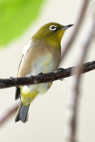 Japanese White-Eye - Zosteropidae Zosterops japanicus