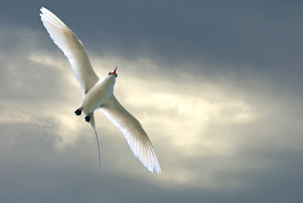 Red Tailed Tropicbird - Phaethontidae Phaethon rubricauda