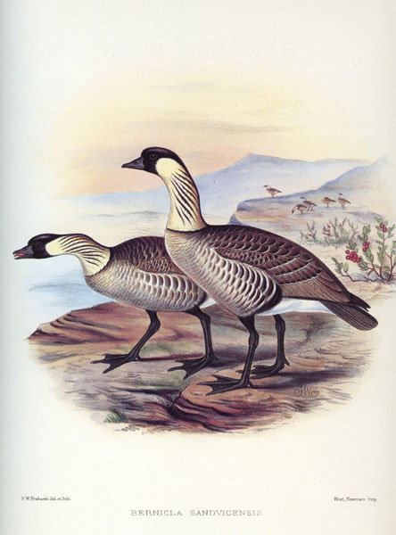 Nene - Anatidae Branta sandvicensis