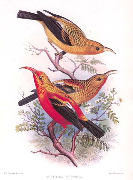 I'iwi - Fringillidae Vestiaria coccinea