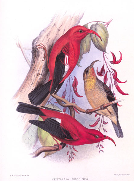 I'iwi - Fringillidae Vestiaria coccinea