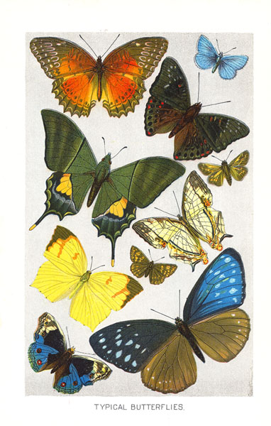 Common Butterflies