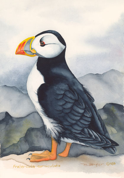 Horned Puffin - Alcidae Fratercula corniculata