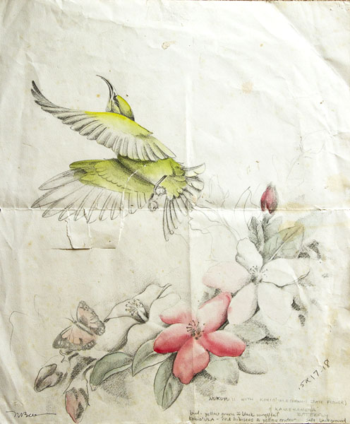 Nukupu'u - Fringillidae Hemignathus lucidus
